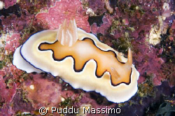 nudibranch in bunaken park,nikon d2x 6omm macro by Puddu Massimo 